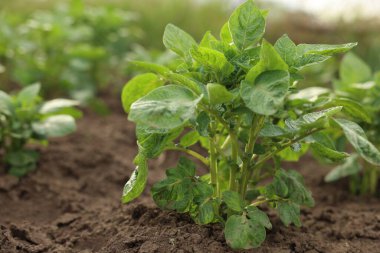 Sebze bahçesinde patatesler yetişiyor. Yakın plan.