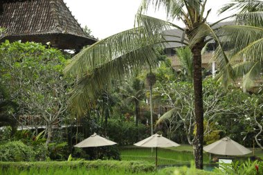 Otel parkında farklı egzotik bitkiler yetişiyor.