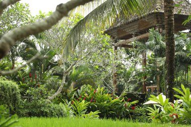 Otel parkında farklı egzotik bitkiler yetişiyor.