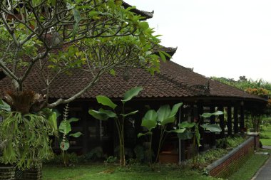 Otel binasının yakınında farklı egzotik bitkiler yetişiyor.