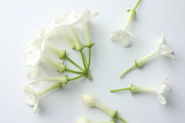 Beyaz arka planda güzel yasemin çiçekleri, düz uzanmış