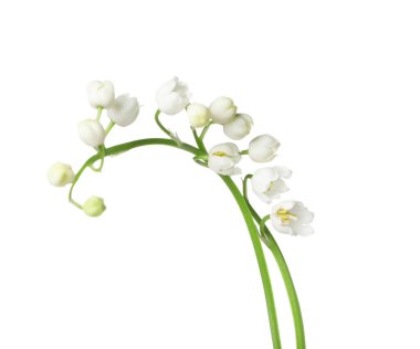 Vadinin güzel kokulu çiçekleri beyazlar üzerinde izole edilmiş.