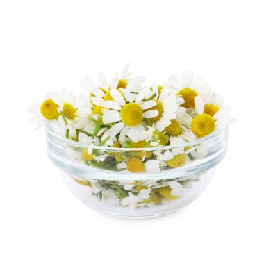 Güzel papatya çiçekleri cam kasede, beyazda izole edilmiş.