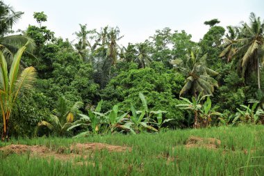 Dışarıda yetişen bir sürü farklı yeşil ağaç ve bitki.