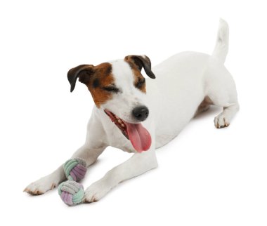 Beyaz arka planda oyuncakla oynayan sevimli bir köpek. Sevimli hayvan