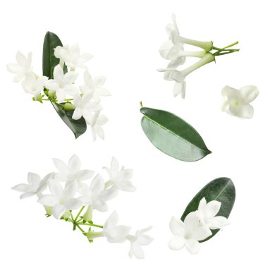 Güzel küçük yasemin çiçekleri ve yeşil yapraklar beyaz üzerine izole edilmiş.