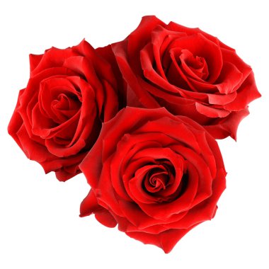 Güzel kırmızı gül çiçekleri beyaz üzerine izole edilmiş.