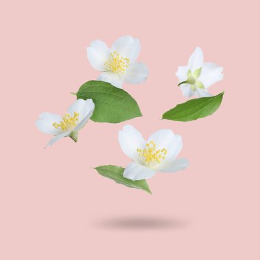 Güzel yasemin çiçekleri ve yeşil yapraklar pembe arka plana dökülüyor