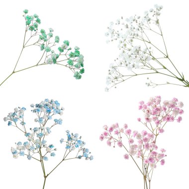 Beyaz arka planda farklı renklerde küçük çiçeklerle Gypthe dalları, kolaj