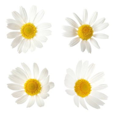 Beyaz arka planda güzel papatya çiçekleri, kolaj