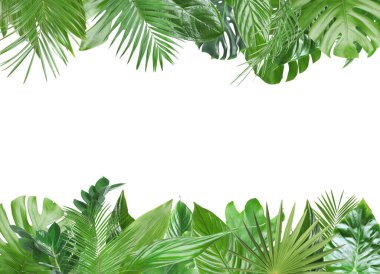 Beyaz arka planda taze yeşil tropikal yapraklardan yapılmış çerçeve