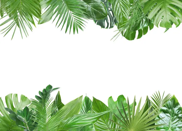 Beyaz arka planda taze yeşil tropikal yapraklardan yapılmış çerçeve