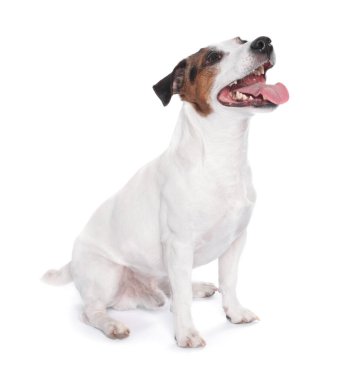 Beyaz arka planda oturan şirin Jack Russell Terrier köpeği.