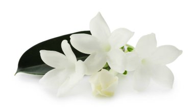 Güzel aromatik yasemin çiçekleri ve yapraklar beyaz üzerine izole edilmiş.