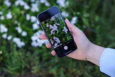 Açık havada akıllı telefondan bitki tanıma uygulaması kullanan bir kadın.