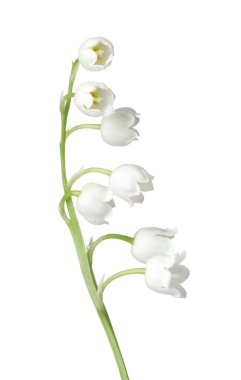 Vadinin güzel kokulu çiçekleri beyazlar üzerinde izole edilmiş.