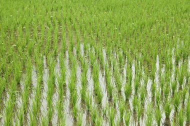 Çeltik tarlasında olgunlaşan pirinç bitkileri, yakın plan