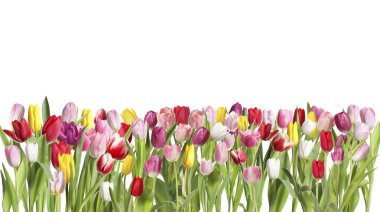 Beyaz arka planda güzel, parlak lale çiçekleri