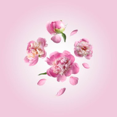 Güzel şakayık çiçekleri pembe gradyan arkaplana düşüyor