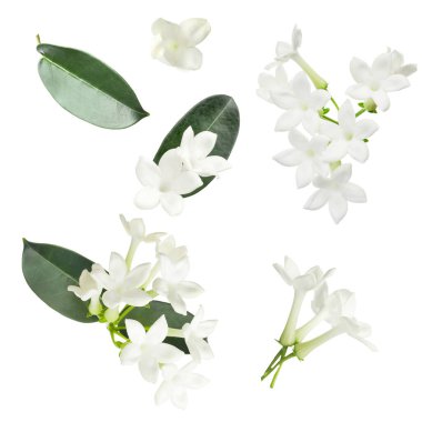 Güzel küçük yasemin çiçekleri ve yeşil yapraklar beyaz üzerine izole edilmiş.