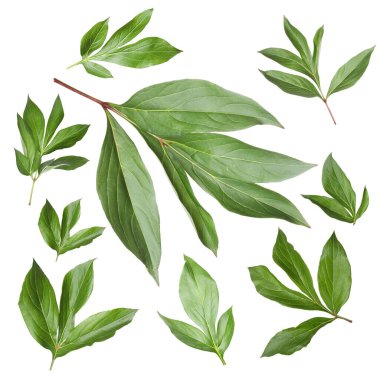 Yeşil şakayık yaprakları beyaz üzerine izole, set