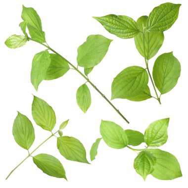 Beyaz arka planda yeşil yapraklı dallar, kolaj