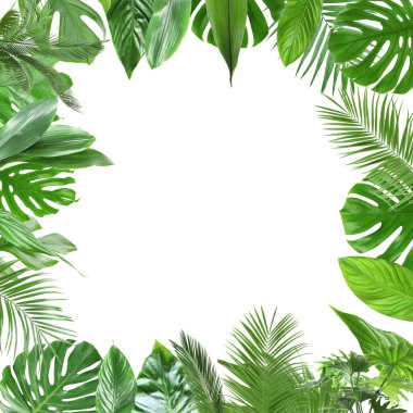 Beyaz arka planda taze yeşil tropikal yapraklardan yapılmış çerçeve