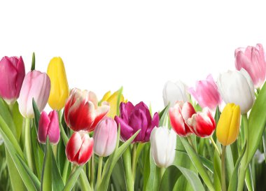 Beyaz arka planda güzel, parlak lale çiçekleri