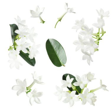 Güzel küçük yasemin çiçekleri ve yeşil yapraklar beyaz üzerine izole edilmiş.