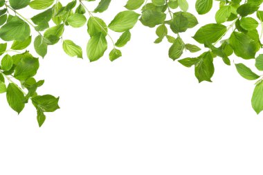 Beyaz arka planda taze yeşil yapraklı dallar