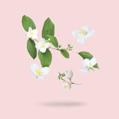 Güzel yasemin çiçekleri ve yeşil yapraklar pembe arka plana dökülüyor