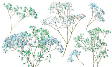 Beyaz arka planda farklı renklerde küçük çiçeklerle Gypthe dalları, kolaj