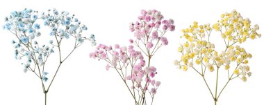 Beyaz arka planda farklı renklerde küçük çiçeklerle Gypthe dalları, kolaj