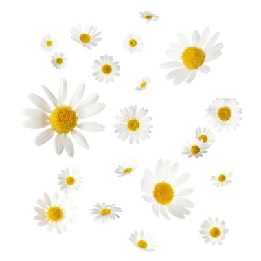 Beyaz arka planda düşen güzel papatya çiçekleri