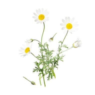 Beyaz arka planda düşen güzel papatya çiçekleri