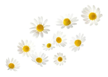 Beyaz arka planda düşen güzel papatya çiçekleri