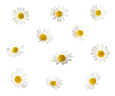 Beyaz arka planda güzel papatya çiçekleri, kolaj