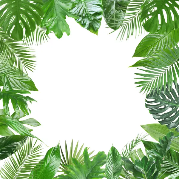 Beyaz arka planda taze yeşil tropikal yapraklardan yapılmış çerçeve