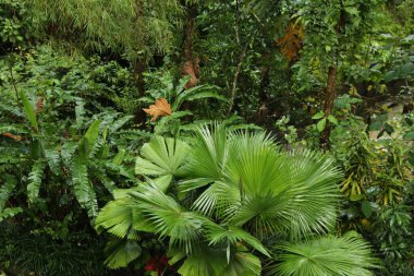 Açık havada yetişen bir sürü güzel yeşil bitki.