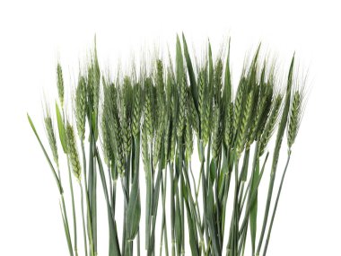 Güzel yeşil buğday başakları beyaza izole edilmiş.