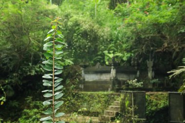 Farklı yeşil bitkilerle güzel bir tropikal park.