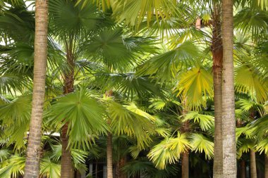 Dışarıda yetişen bir sürü farklı yeşil palmiye ağacı var.