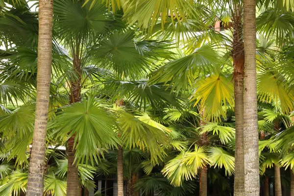 Dışarıda yetişen bir sürü farklı yeşil palmiye ağacı var.