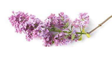 Güzel leylak çiçekleri ve yaprakları olan bir dal.