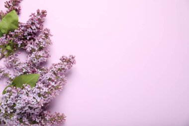 Pembe arka planda güzel leylak çiçekleri, düz yatış. Metin için boşluk