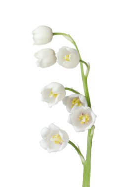 Vadinin güzel kokulu çiçekleri beyazlar üzerinde izole edilmiş.