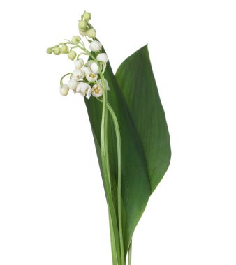 Vadinin güzel kokulu çiçekleri beyazlar üzerinde izole edilmiş.