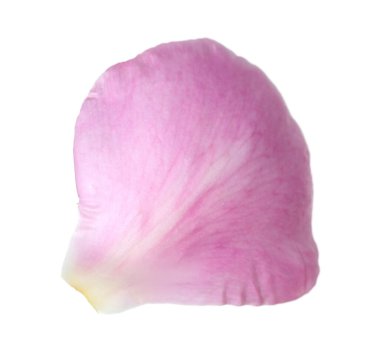 Güzel bir şakayık yaprağı beyaz üzerine izole edilmiş.