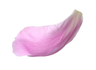 Güzel bir şakayık yaprağı beyaz üzerine izole edilmiş.