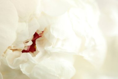 Arka plan olarak güzel şakayık çiçeği, makro görünüm